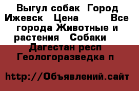 Выгул собак. Город Ижевск › Цена ­ 150 - Все города Животные и растения » Собаки   . Дагестан респ.,Геологоразведка п.